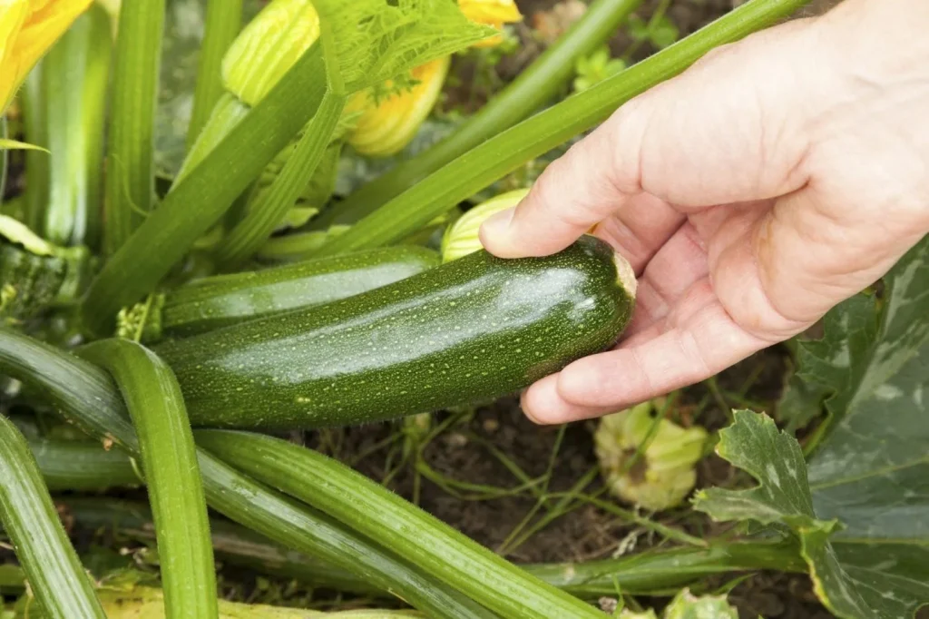 Zucchini ist nicht Zucchini, es sei denn