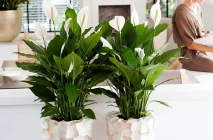 Gießen Sie im Juni Ihren Spathiphyllum. Sie sprießen sehr schnell neue Blätter und Blumen.