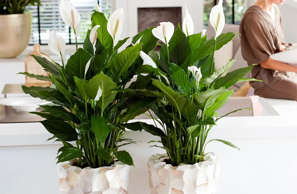 Gießen Sie im Juni Ihren Spathiphyllum. Sie sprießen sehr schnell neue Blätter und Blumen. 