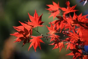 Japanische Maples verwandeln sich in eine leuchtend rote Farbe, wenn Sie jetzt eine Sache dem Boden hinzufügen
