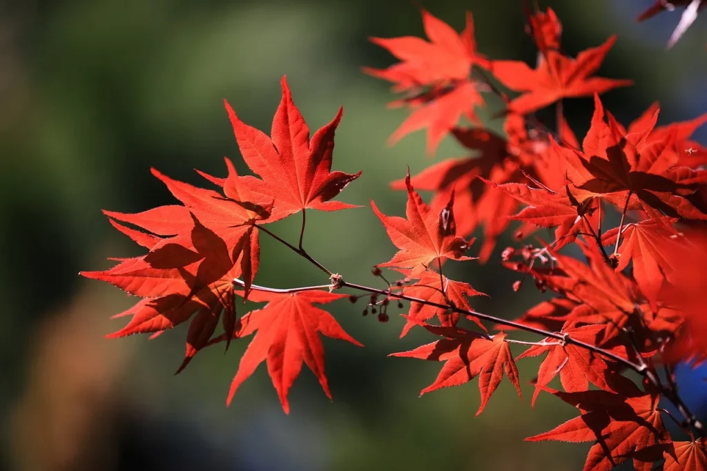 Japanische Maples verwandeln sich in eine leuchtend rote Farbe, wenn Sie jetzt eine Sache dem Boden hinzufügen 