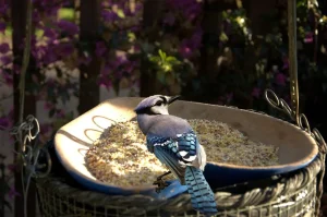 Daher sollten Sie die Münze sofort in den Vogeltrinker einsetzen: Die Vögel werden Ihnen dankbar sein.
