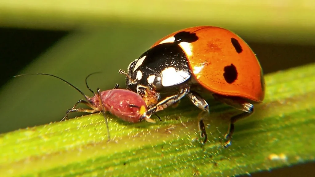 Denken Sie nicht einmal, dass Sie den Marienkäfer treten würden, wenn Sie ihn in Ihrem Garten finden: Experten erklären, warum