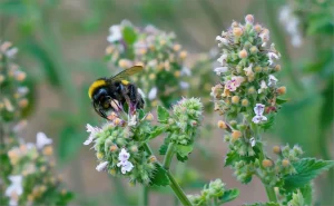 Denken Sie nicht einmal, dass Sie diese Pflanze in Ihren Garten pflanzen werden: Es riecht angenehm, zieht Bienen an und verursacht Unannehmlichkeiten.