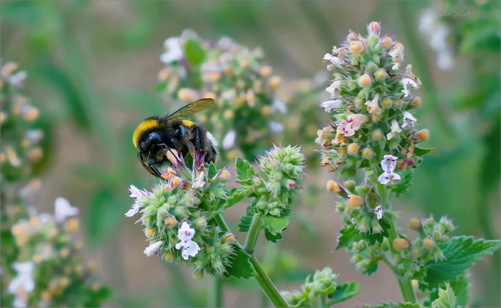 Denken Sie nicht einmal, dass Sie diese Pflanze in Ihren Garten pflanzen werden: Es riecht angenehm, zieht Bienen an und verursacht Unannehmlichkeiten. 
