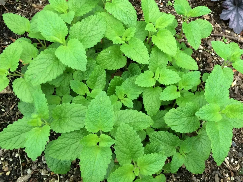 Die Pflanze, die dekoriert, riecht den ganzen Garten und wehrt Mücken.