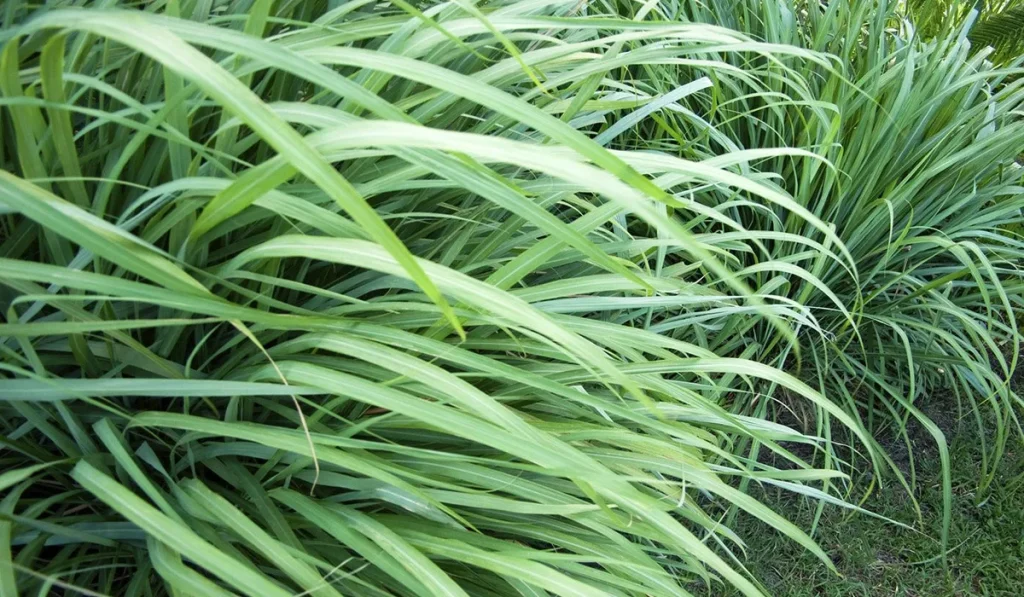 Die Pflanze, die dekoriert, riecht den ganzen Garten und wehrt Mücken. 