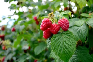 Himbeeren Diese Dünger -Dosis "Träume" mit Geschmack - die Ernte wird alle überraschen