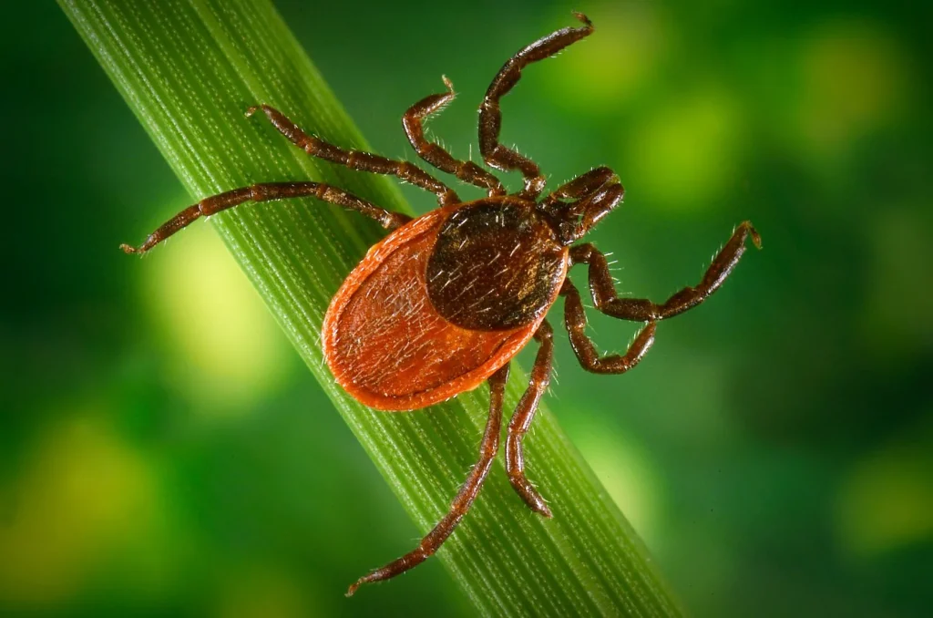 Legen Sie sie in Ihren Garten. Diese Kräuter und Pflanzen wehren Zecken ab.