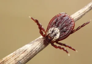 Legen Sie sie in Ihren Garten. Diese Kräuter und Pflanzen wehren Zecken ab.
