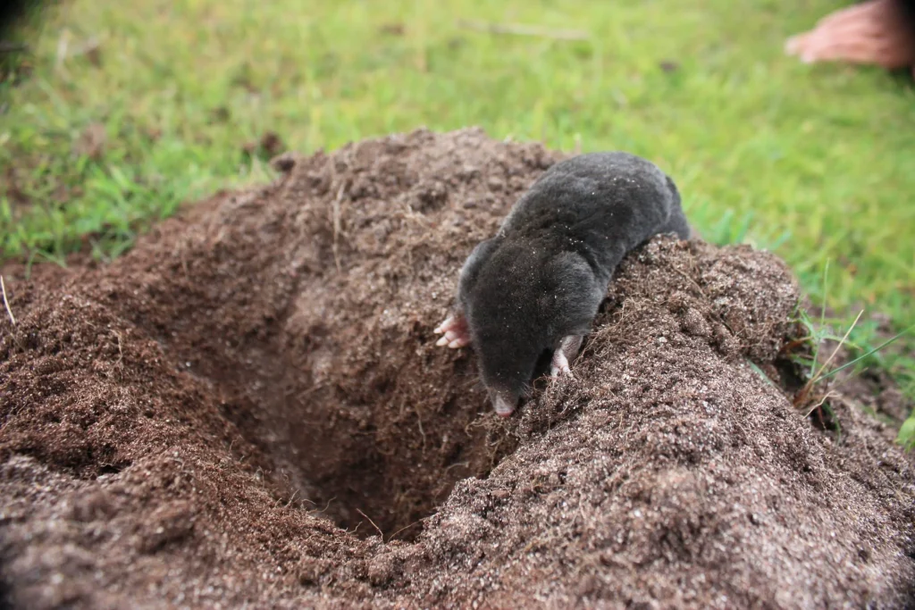 Wirf ein Blatt auf einen Stapel. Für Maulwürfe ist der schlimmste Geruch