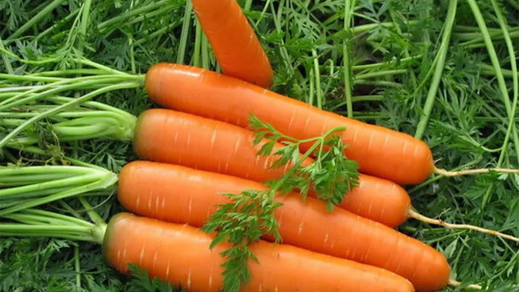 Zwiebeln, Dill, Karotten: Wichtige Frühlingsräte und dabei helfen, Gärtner zu gründen, um beneidenswerte Pflanzen zu erhalten 