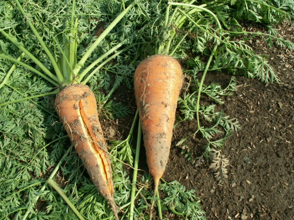 Vergiss die rissigen Karotten. Der Gärtner rät, es gesund und geradlinig zu halten 