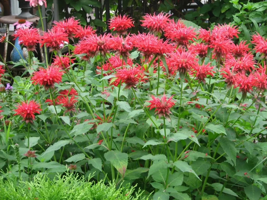 Es hat eine schöne Farbe, blüht lange blüht und mildert Milben wie ein Spray. Es lohnt sich, es im Garten zu haben.