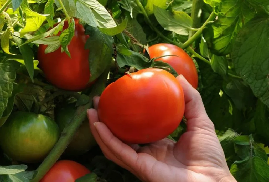 Lassen Sie die Tomaten nicht verhungern: wo sie das richtige Kalium nehmen und wie man sie befruchtet
