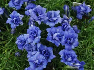 Eine der schönsten Gartenpflanzen. Sie genießt ihre blaue "Brille" bis zum Herbst.