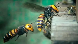 Eine einfache und billige Möglichkeit, die Wespen aus dem Garten zu fahren: Verwenden Sie natürliche Zutaten, die "hassen".