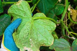 Blattläuse über Gurken: Warum geht es gerade und wie man die Ernte speichert