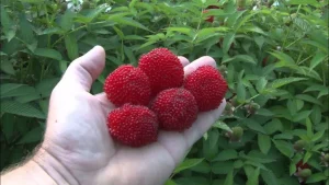 Ich pflanzte die Himbeer -Erdbeere in den Topf auf dem Balkon und befruchtete sie mit 1 Teelöffel Dünger. Es gibt viele Früchte.