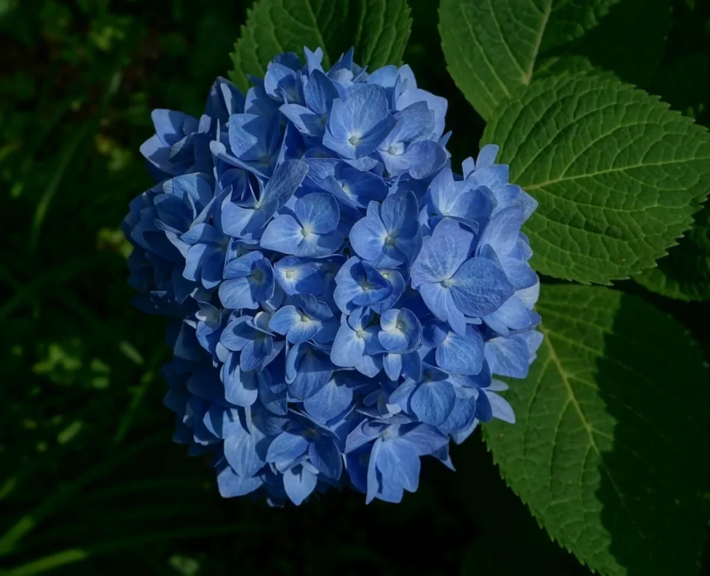 Hydension ist blau wie ein Himmel. Streuen Sie sie mit diesem Produkt und Blumen werden gesund sein und sich nicht ändern