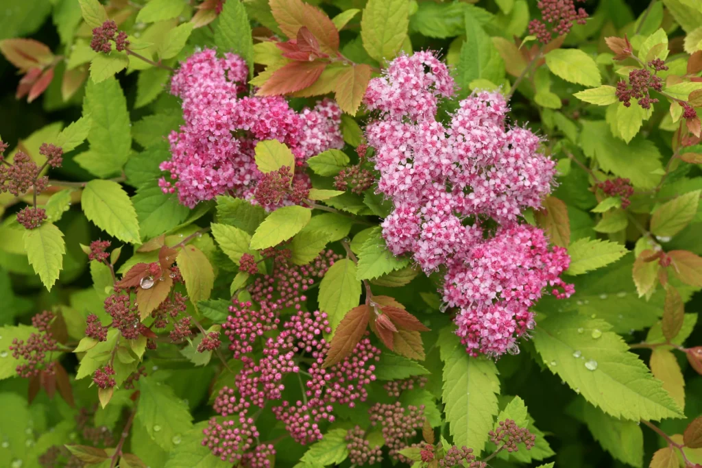 Es wächst praktisch alleine und mit Blumenbeeten dekoriert: Es ist beliebt für Gärten, in denen kein Wasser erforderlich ist.
