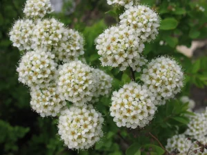 Es wächst praktisch alleine und mit Blumenbeeten dekoriert: Es ist beliebt für Gärten, in denen kein Wasser erforderlich ist.