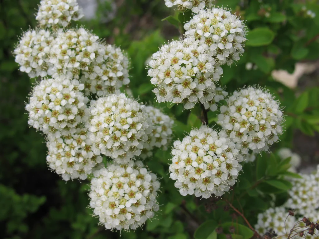 Es wächst praktisch alleine und mit Blumenbeeten dekoriert: Es ist beliebt für Gärten, in denen kein Wasser erforderlich ist. 