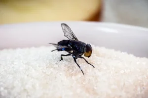 Dieses Küchenpulver wirkt ein natürliches Mittel gegen Ameisen und Fliegen.
