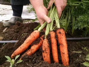 Möchten Sie eine große und gesunde Karotte haben? Diese Verfahren müssen im Juni durchgeführt werden