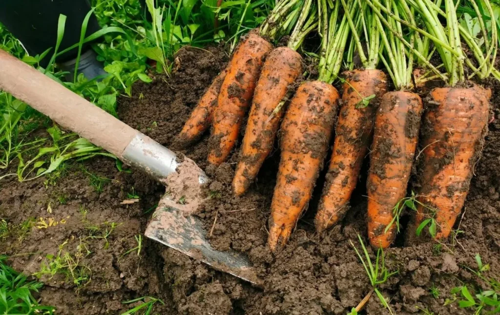 Möchten Sie eine große und gesunde Karotte haben? Diese Verfahren müssen im Juni durchgeführt werden
