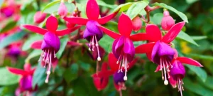 Warum blüht Fuchsia schlecht? Bewässerung und Düngung ist eine Notwendigkeit