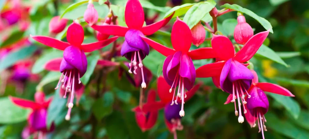 Warum blüht Fuchsia schlecht? Bewässerung und Düngung ist eine Notwendigkeit 
