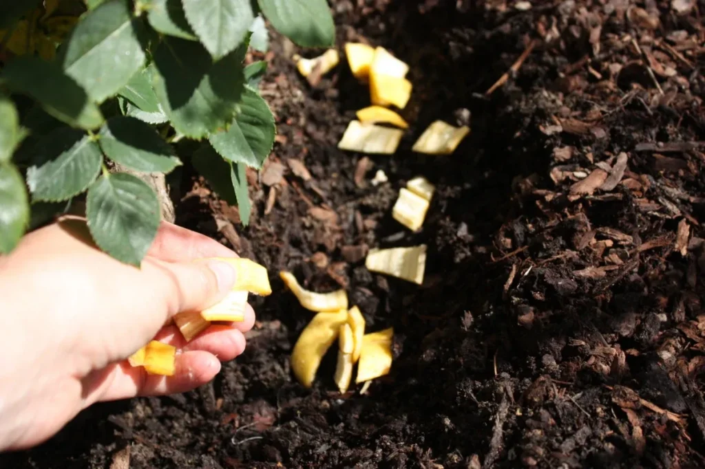 Entsorgen Sie keine Bananenschalen: Sie sind wertvolle Düngemittel und Schutz für Pflanzen 