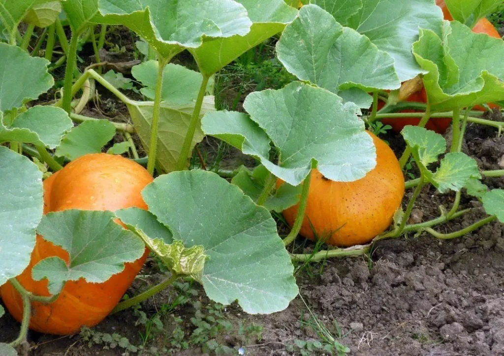Wie man den Kürbis im Juni befruchtet: das Befruchtungsschema gemäß den Wachstumsphasen