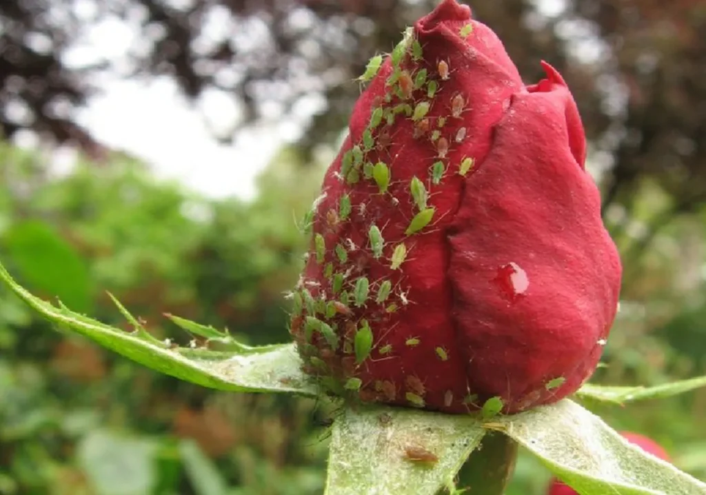 Messen Sie 2 Teelöffel für einen Liter Wasser und schießen Sie Rosen im Garten. Blattläuse versammelten sich und verschwanden ohne Spur 