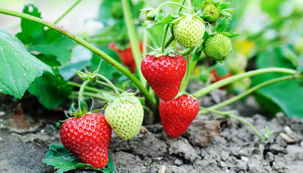 Warum sind Erdbeeren nicht geboren: die Hauptfehler und nachgewiesene Lösungen