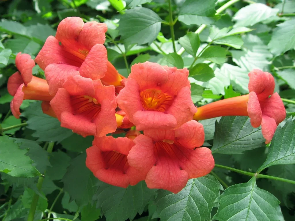 Decken Sie den Zaun Ihres Gartens „Die am schnellsten wachsende“ Kletterpflanze ab, die von Gartenexperten so geliebt wird