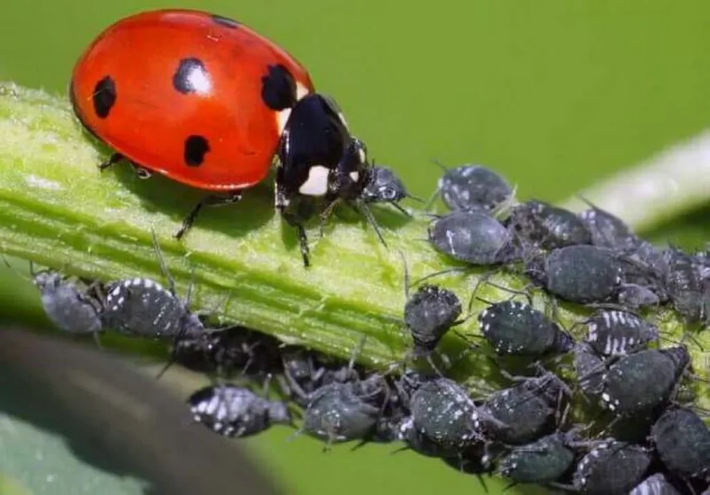 Marienkäfer können die besten Verbündeten Ihres Gartens werden und hier sind die Blumen, die Sie benötigen, um sie anzuziehen. 