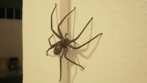 Sehr dringende Warnung, wenn Sie die Spinne, die Sie in Ihrem Haus gefunden haben, gedrängt haben: Mach es nie wieder.