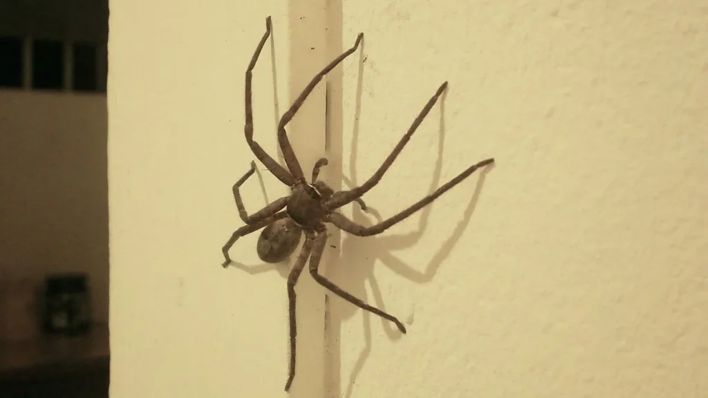 Sehr dringende Warnung, wenn Sie die Spinne, die Sie in Ihrem Haus gefunden haben, gedrängt haben: Mach es nie wieder. 