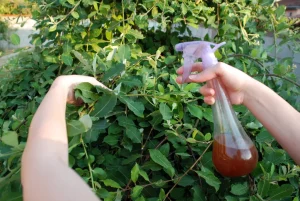 Gärtner sind mit der neuen Methode zufrieden - Blattläuse sind für immer verschwunden
