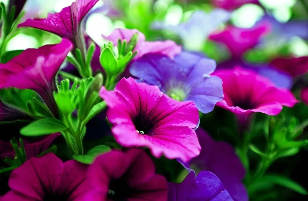 Dünger, der Petunia -Blühen von Knospen - und es in 10 Minuten vorbereiten lässt