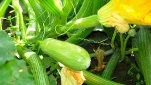 Es sieht seltsam aus, aber es funktioniert: Gärtner fügen es zum Wasser hinzu - und Zucchini wächst wie ein Rennen