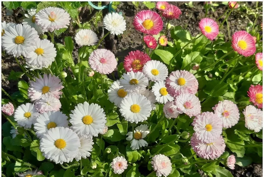 Gänseblümchen sehen auf dem Rasen wunderschön aus, sind aber auch ein Warnsignal.