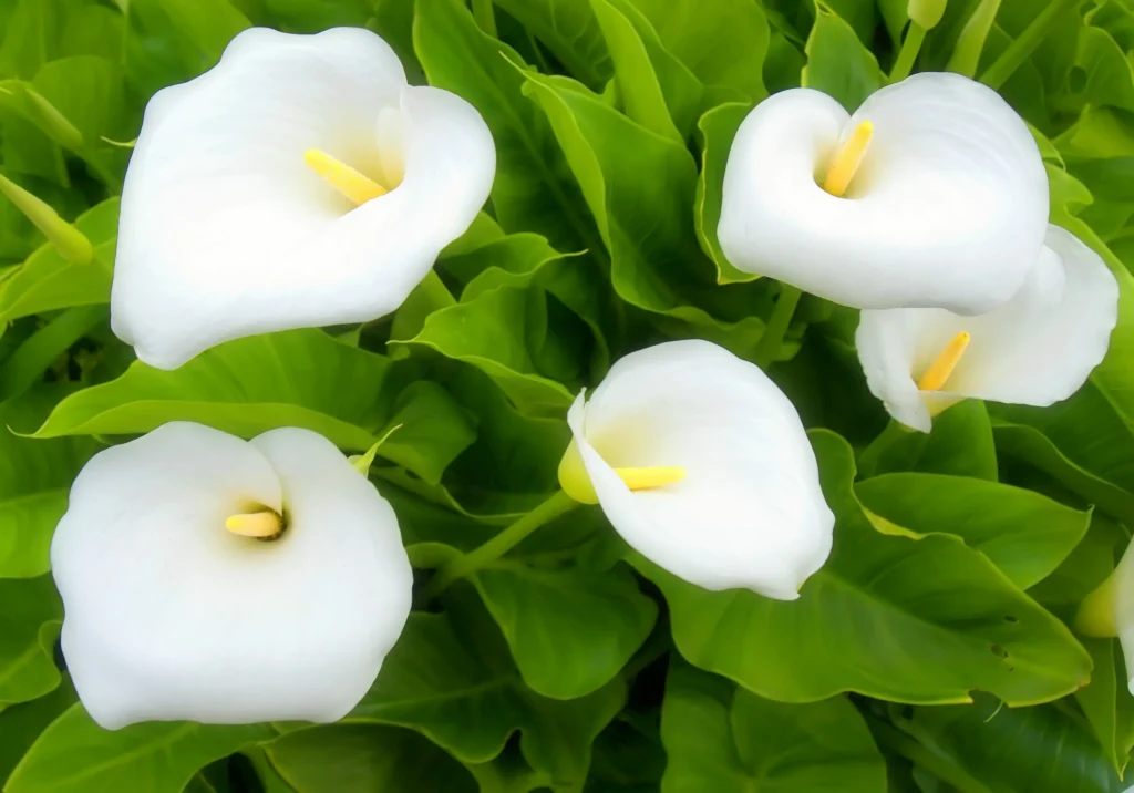 Dutzende weißer "Glocken" verbreiten sich im Garten. Das Blumenbeet wird wie ein Märchen sein. 