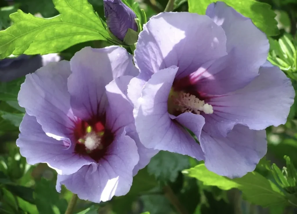 Vergiss die Hortensien. Diese Blume blüht bis zum Herbst. Märchenknospen erstrecken sich durch den Garten.