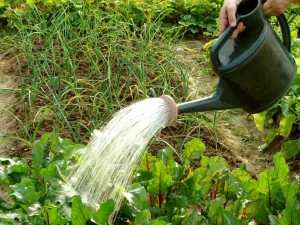 Wann ist das Beste, um den Garten zu gießen: Tipps für gesunde Pflanzen