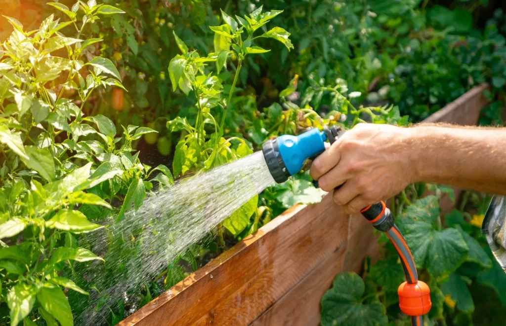 Wann ist das Beste, um den Garten zu gießen: Tipps für gesunde Pflanzen