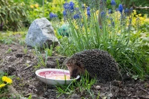 Nachts stempelt er und isst Bären - dieses süße Haustier rettet Ihren Garten!