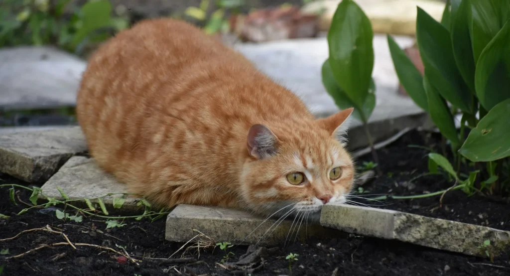 Nachts stempelt er und isst Bären - dieses süße Haustier rettet Ihren Garten!